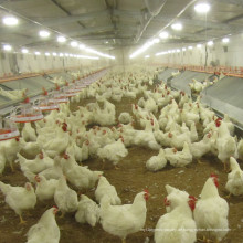 Autamatic-Züchter-Huhn-Fütterungsausrüstung für Geflügel-Bauernhof-Haus